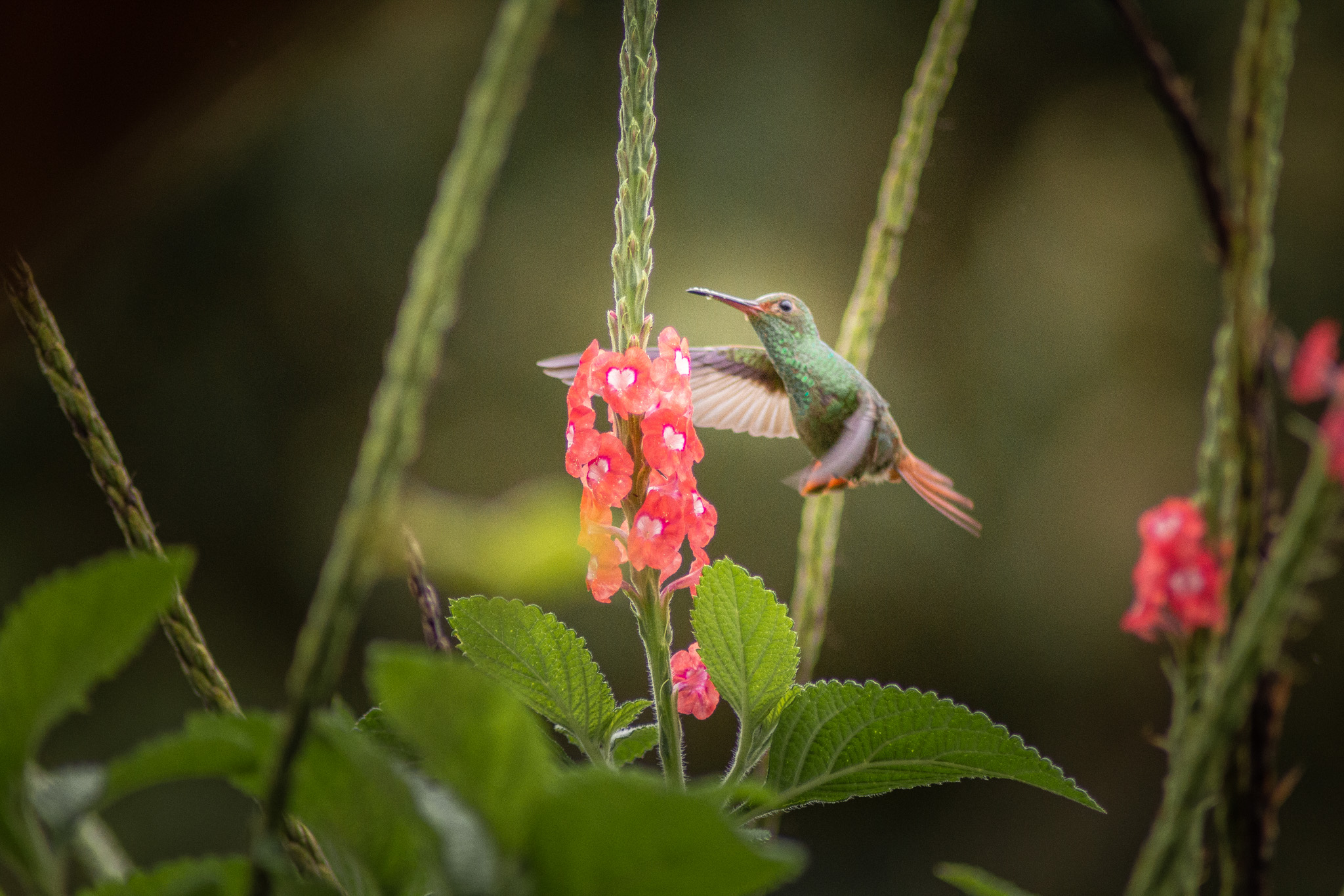 Colibri Costa Rica